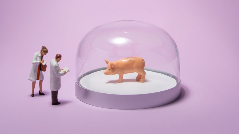 Xenotransplantatie in Nederland